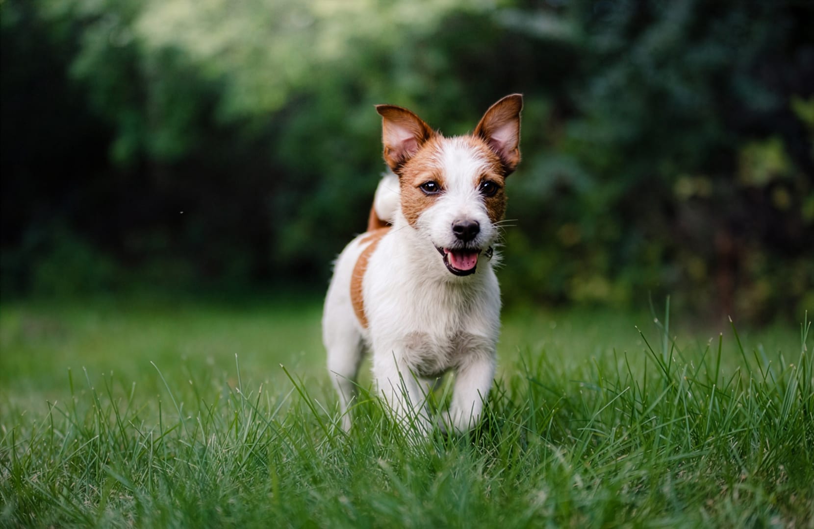 Canine