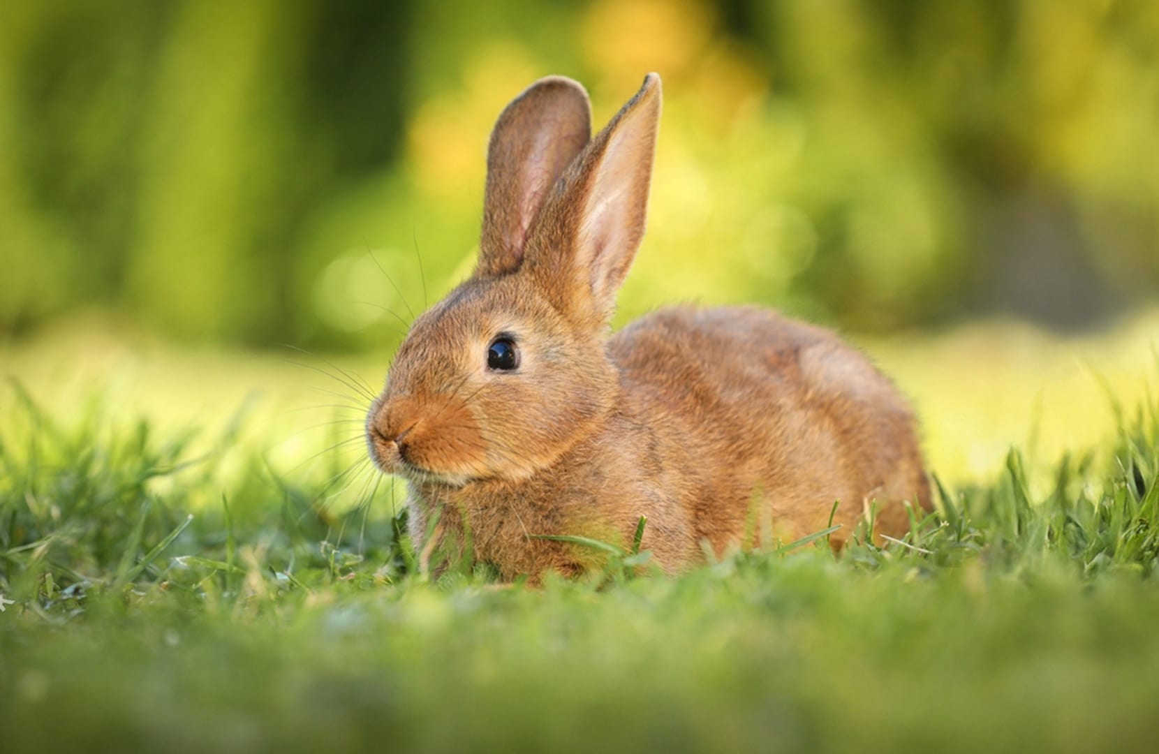 Lagomorph