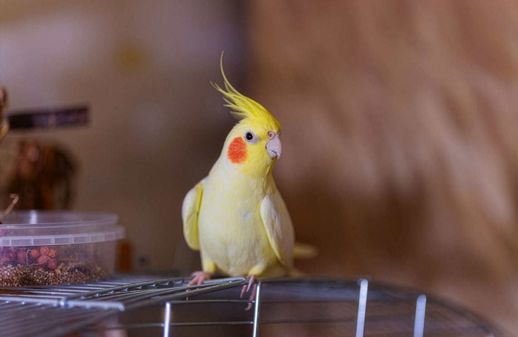 Avian